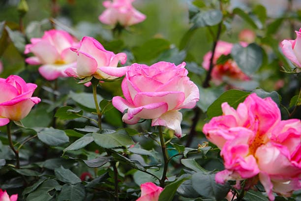 گل محمدی پرطراوت با گلبرگ‌های نرم و رایحه ماندگار طبیعی